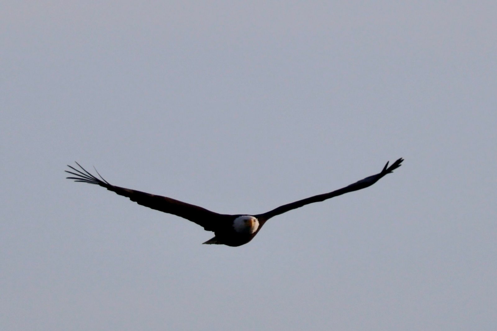 Bald Eagle 3