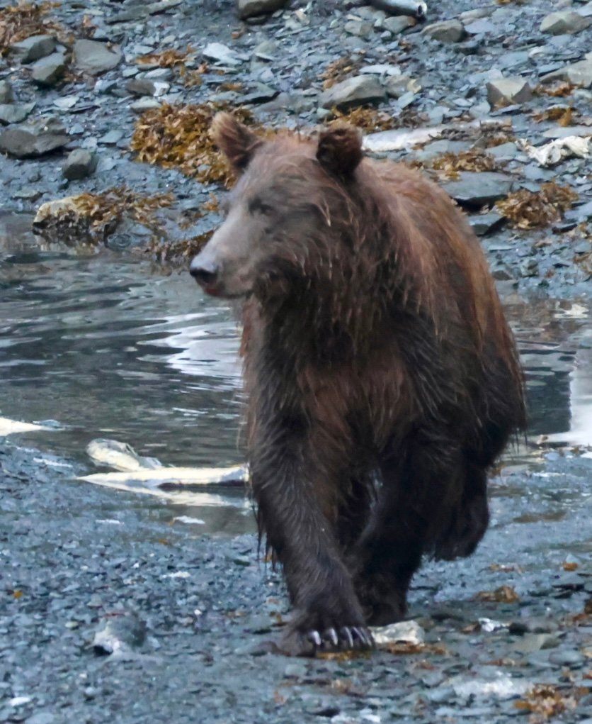 Cinnamom Bear