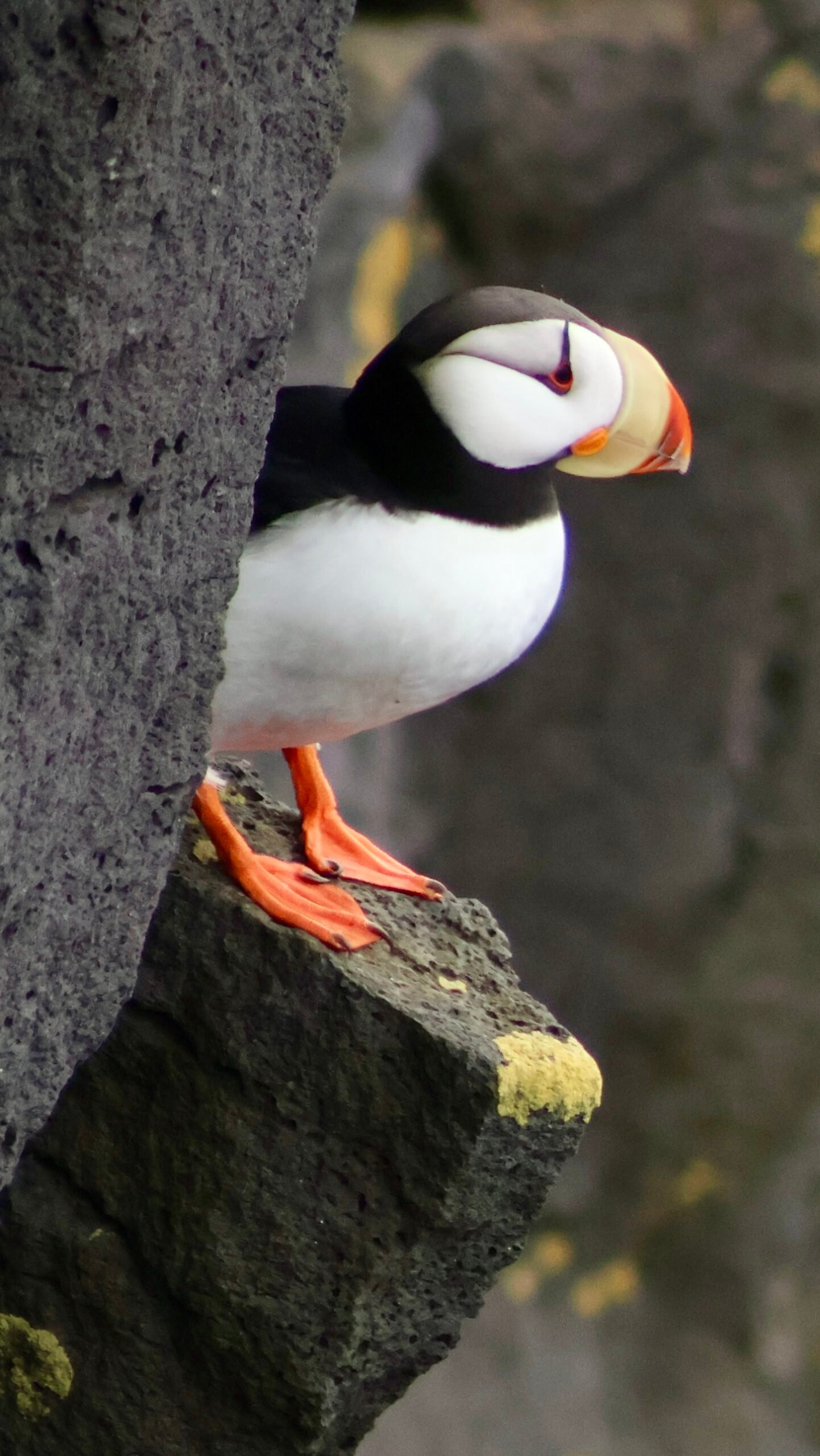 Puffin