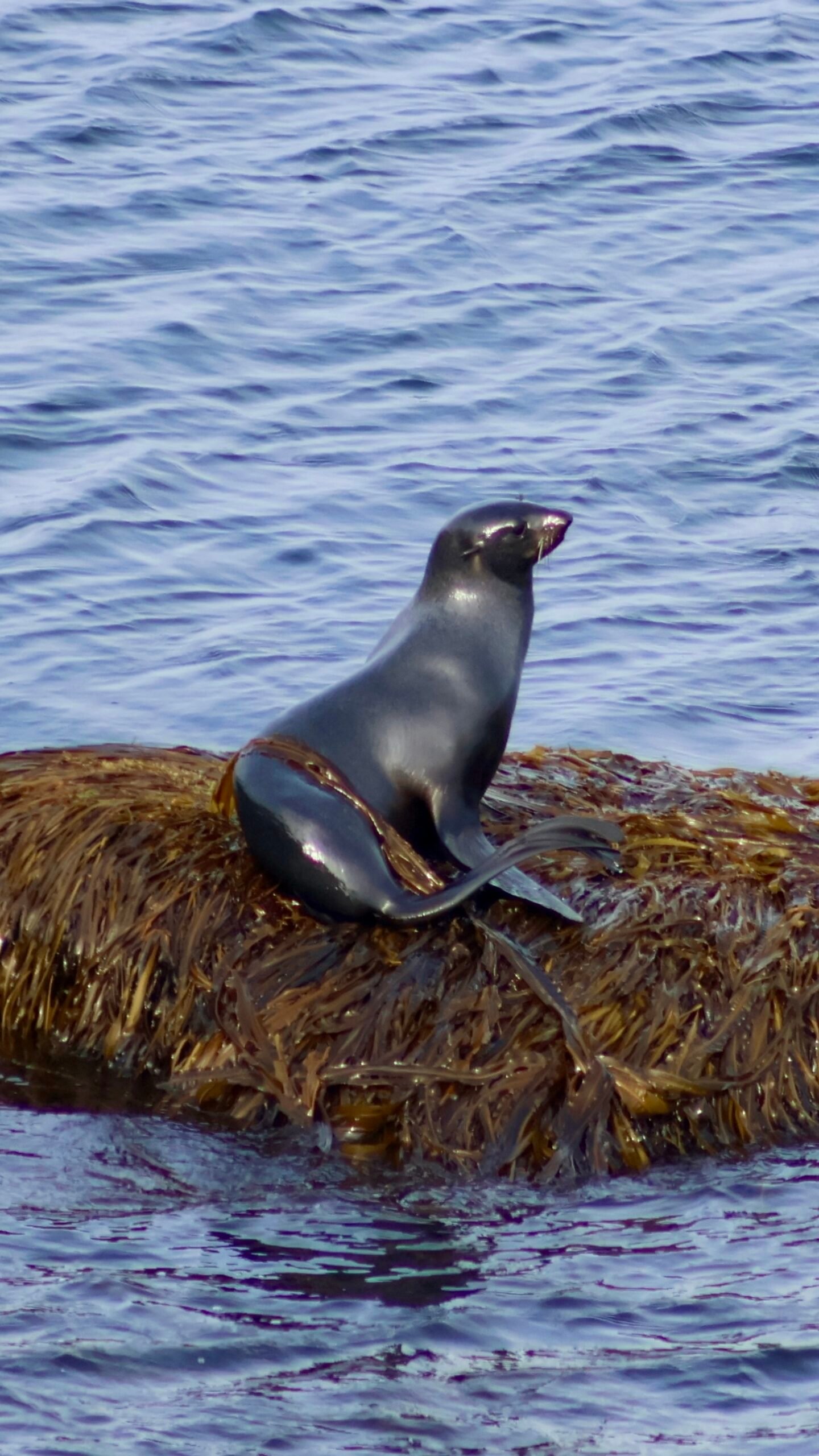 Seal